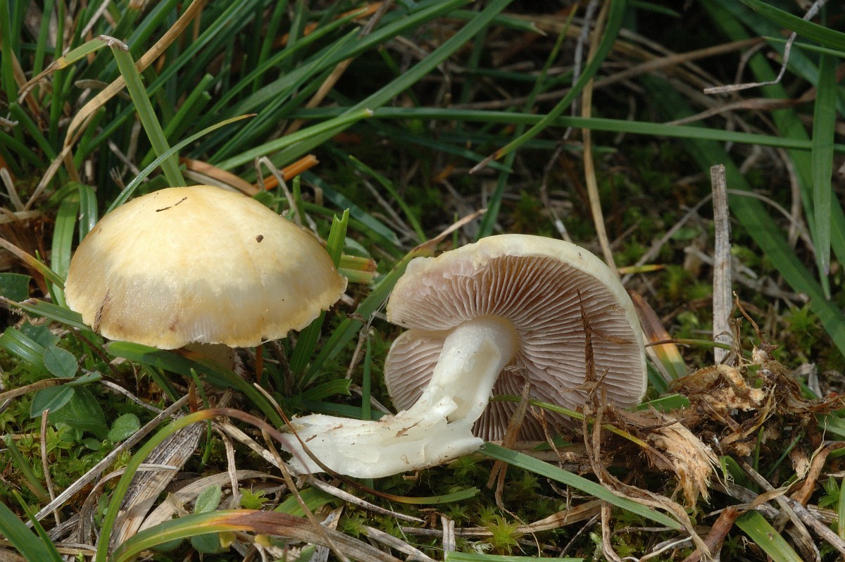 inocybe-geophylla-white-fibrecap
